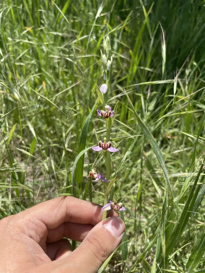 Ophrys schulzei