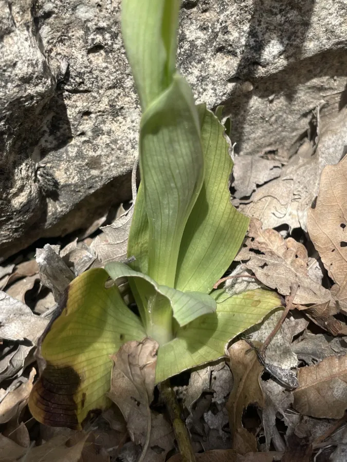 Ophrys sphegodes