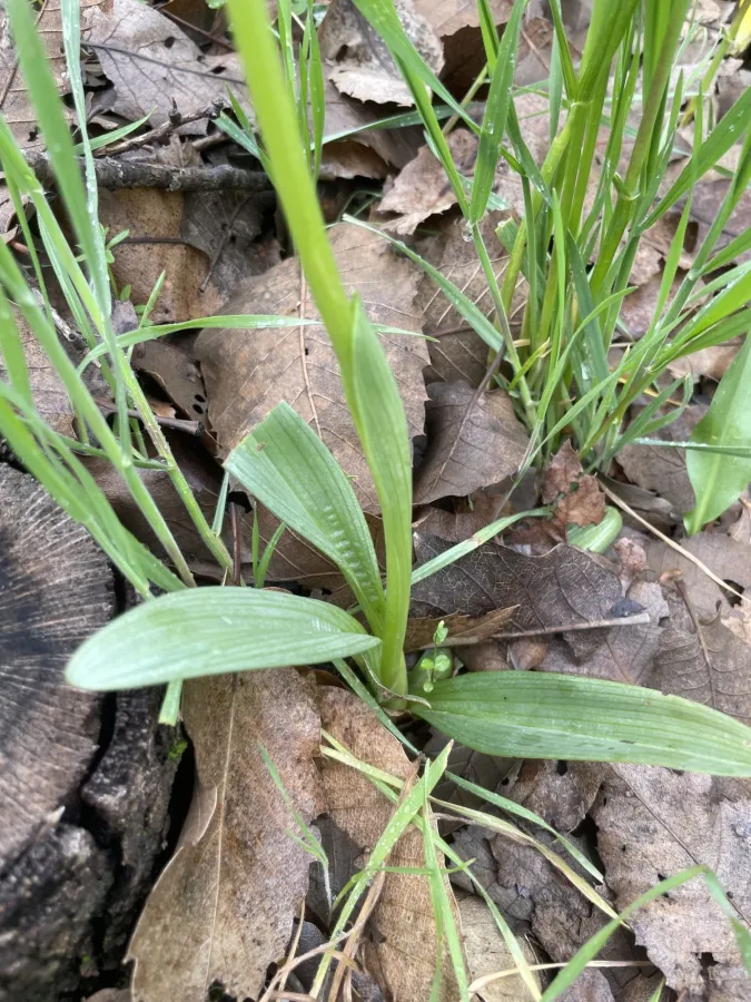 Ophrys sphegodes