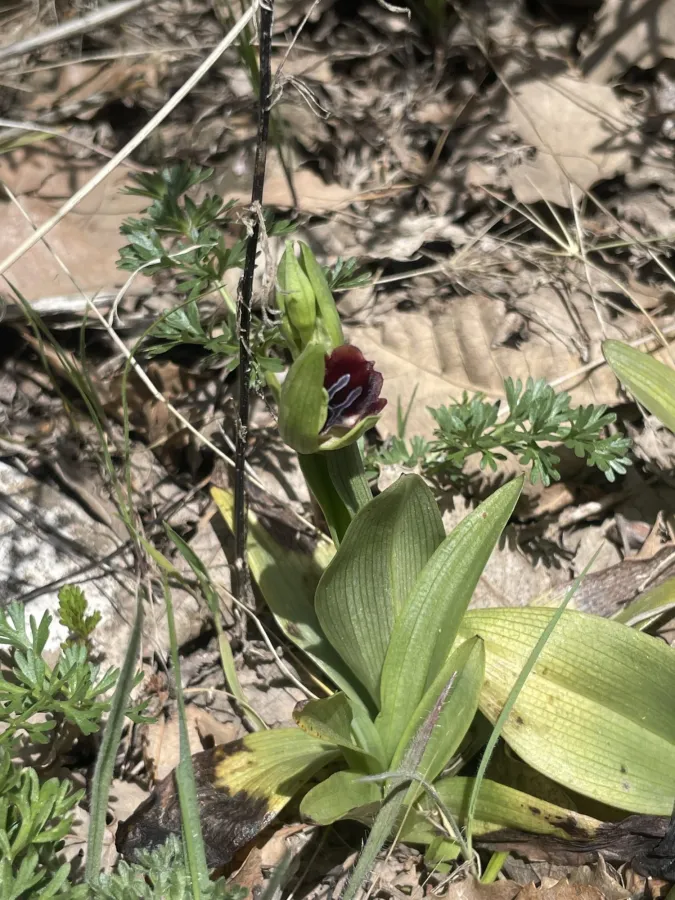 Ophrys sphegodes