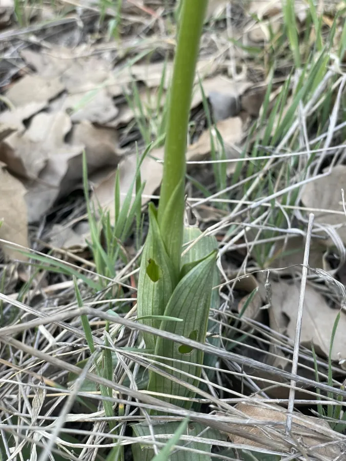 Ophrys sphegodes