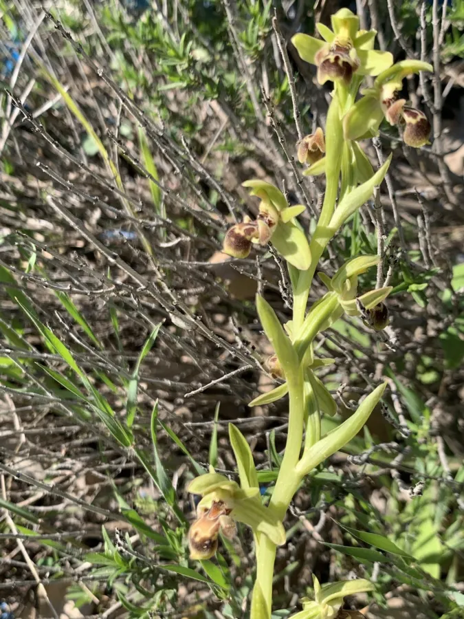 Ophrys umbilicata