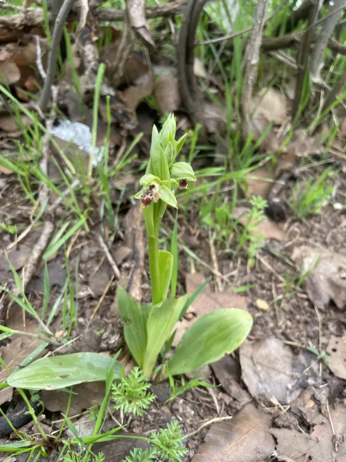 Ophrys umbilicata