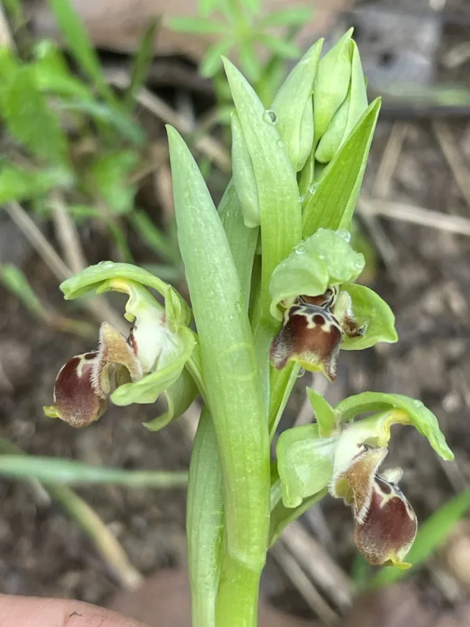 Ophrys umbilicata