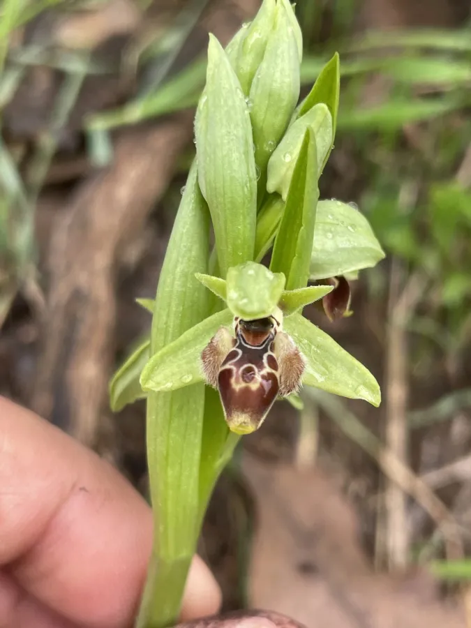 Ophrys umbilicata