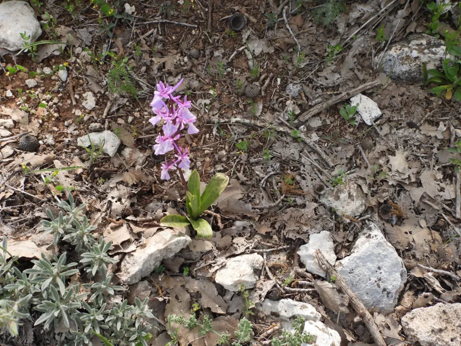 Orchis anatolica