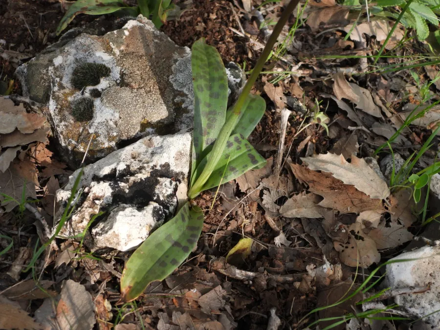 Orchis anatolica