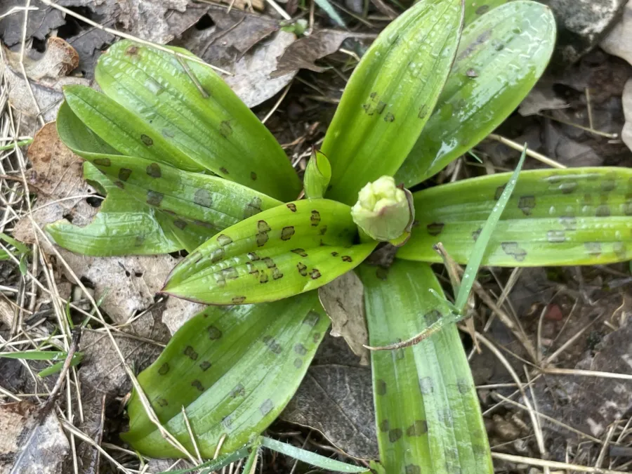 Orchis anatolica
