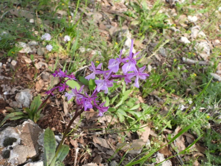 Orchis anatolica