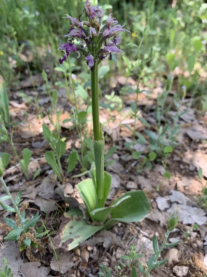 Orchis simia