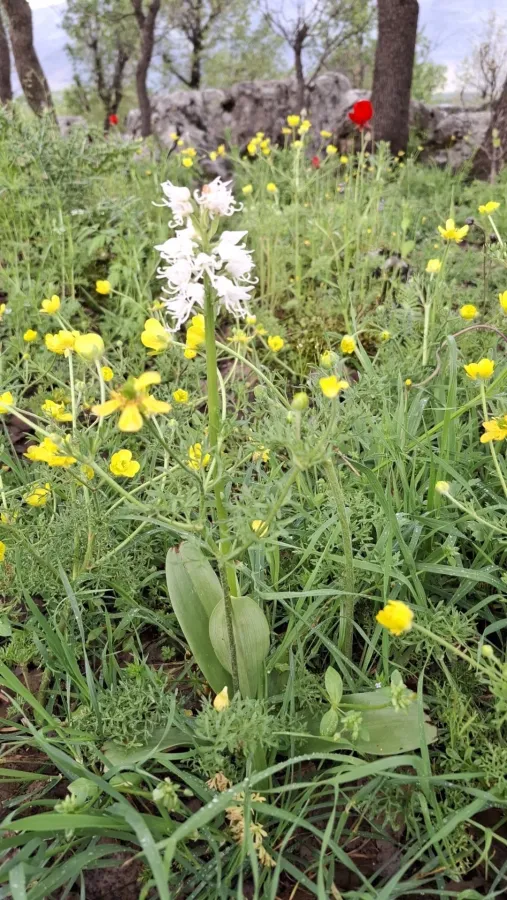 Orchis simia