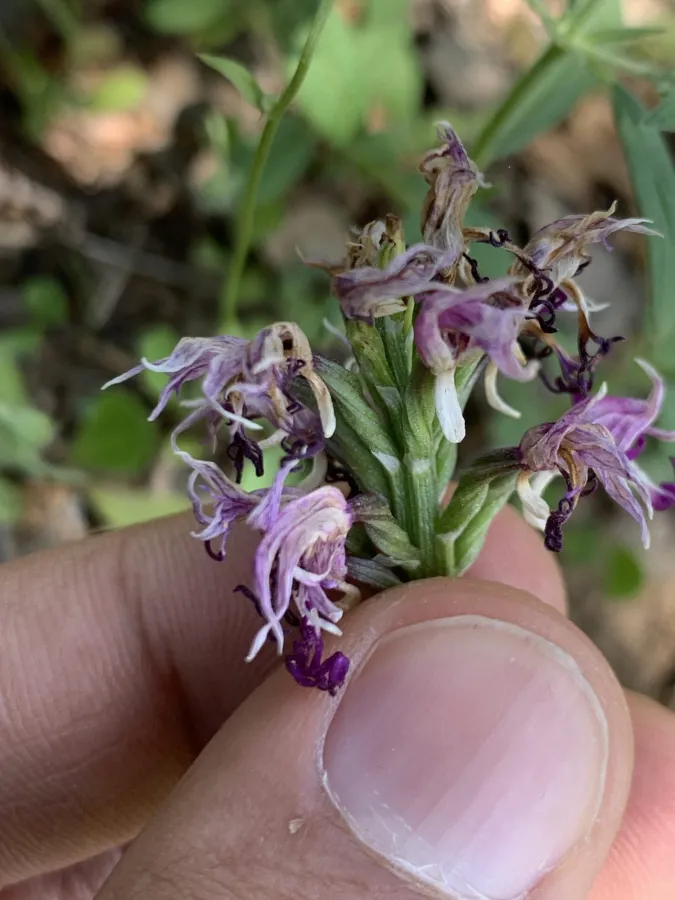 Orchis simia