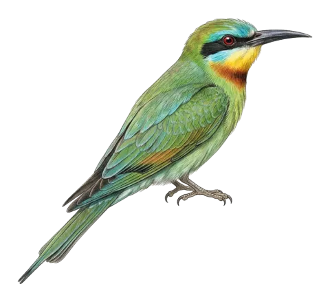 Blue-cheeked Bee-eater