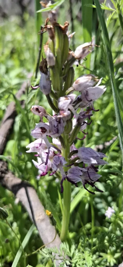 Orchis simia