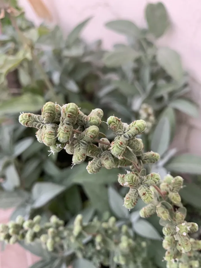 Origanum majorana