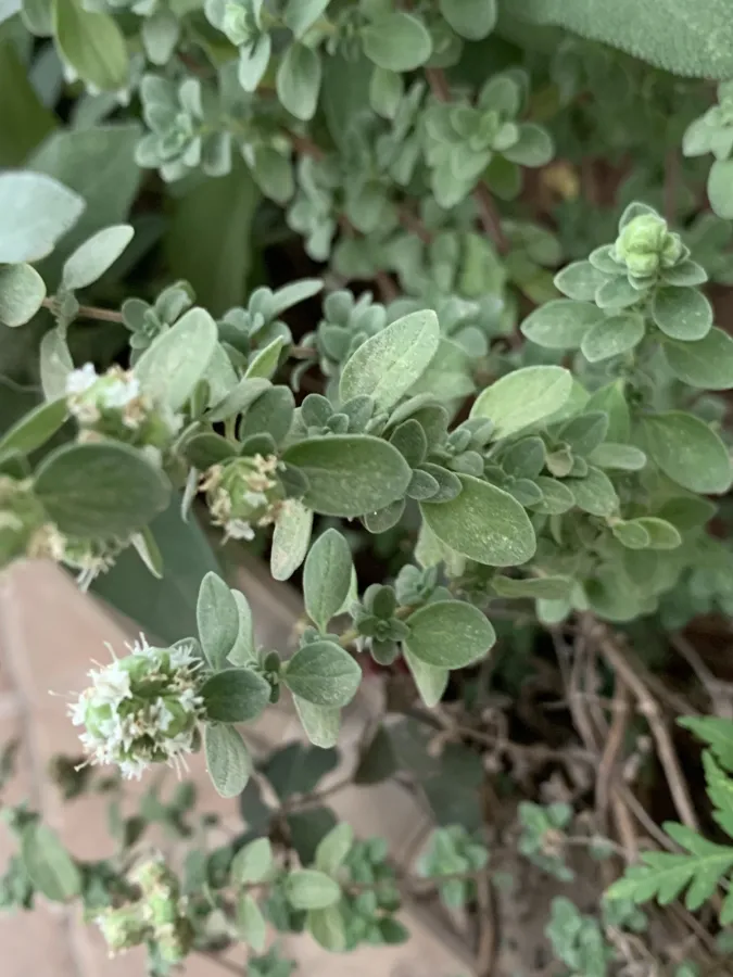 Origanum majorana