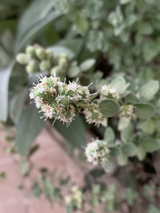 Origanum majorana