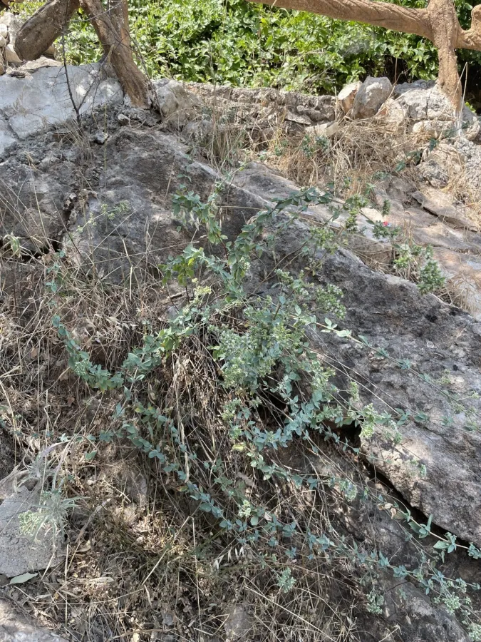 Origanum vulgare