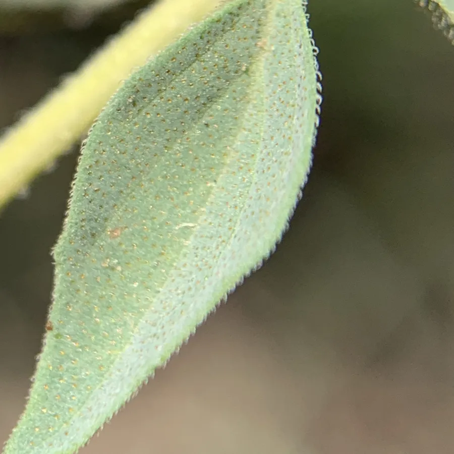 Origanum vulgare