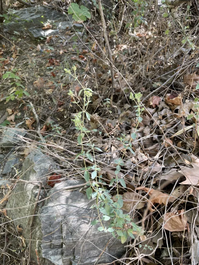 Origanum vulgare