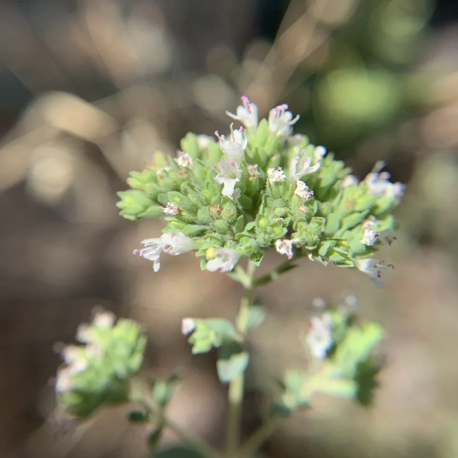 Origanum vulgare