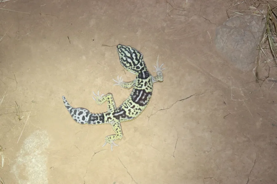 Iranian fat-tailed gecko, Iraqi eyelid gecko, Zagrosian leopard gecko