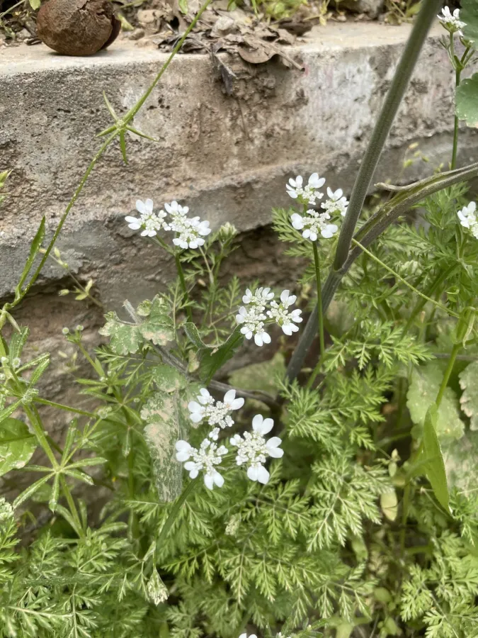 Orlaya daucoides
