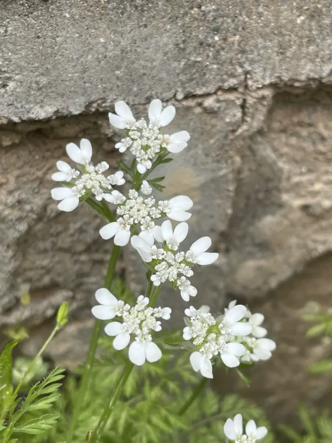Orlaya daucoides