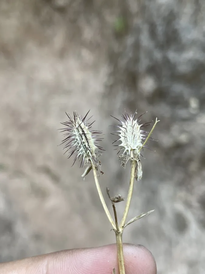 Orlaya daucoides