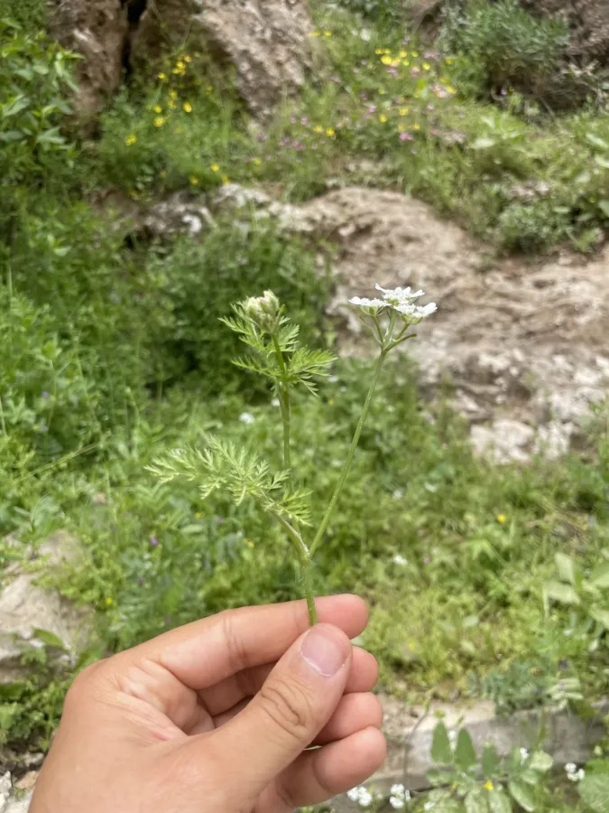 Orlaya daucoides