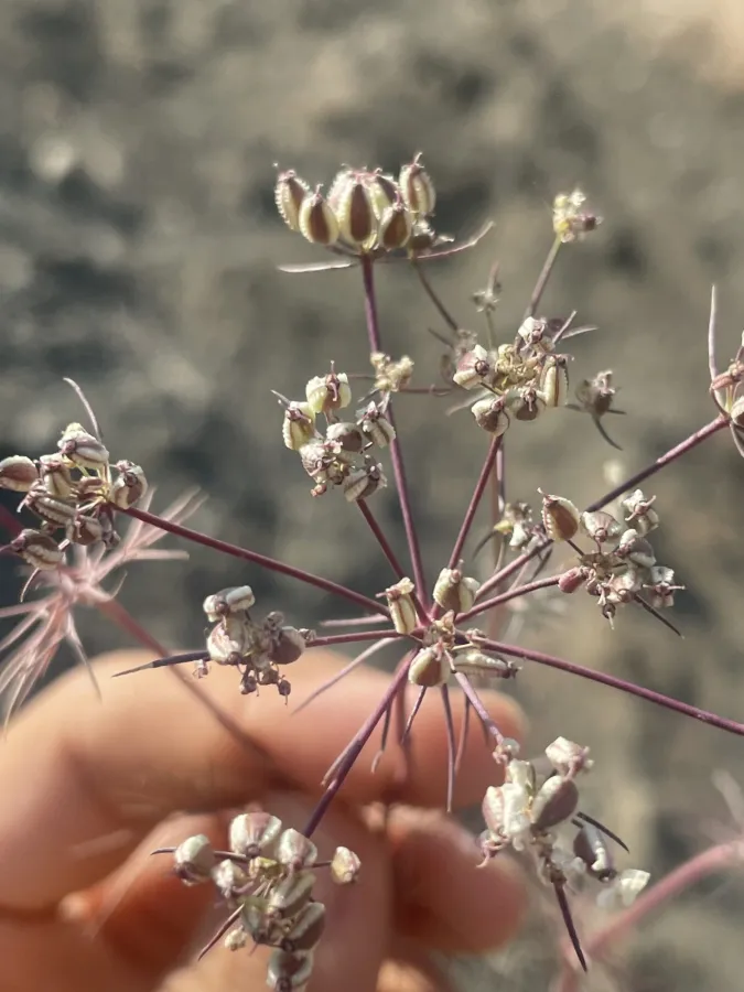 Ormosciadium aucheri