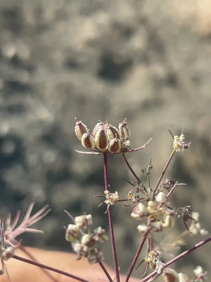 Ormosciadium aucheri