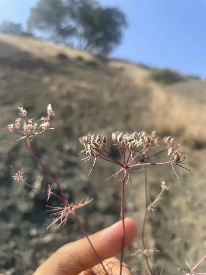 Ormosciadium aucheri