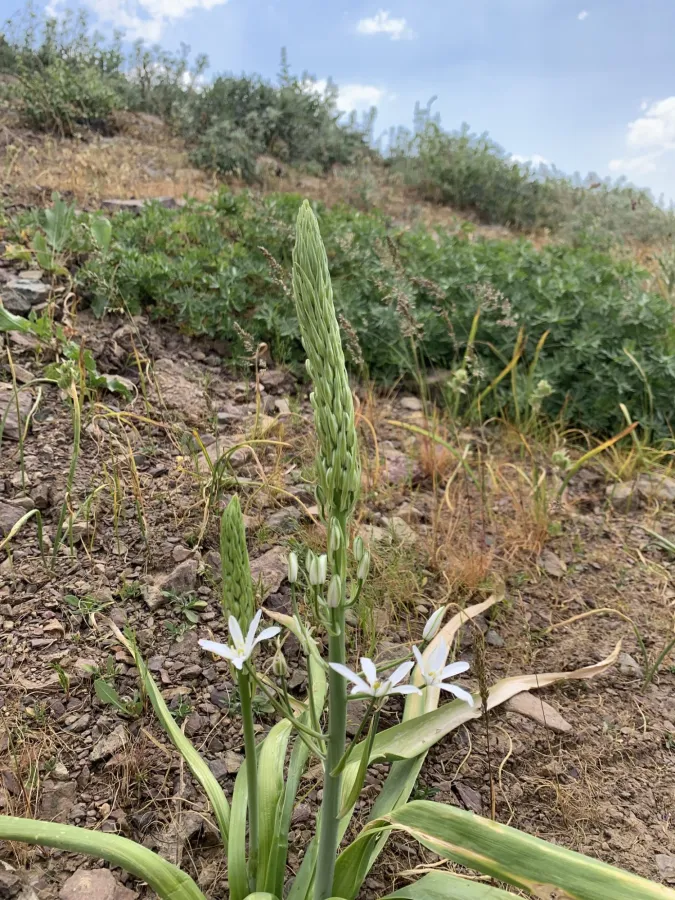 Ornithogalum arcuatum