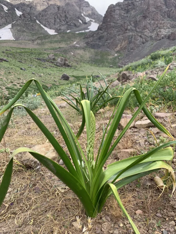 Ornithogalum arcuatum