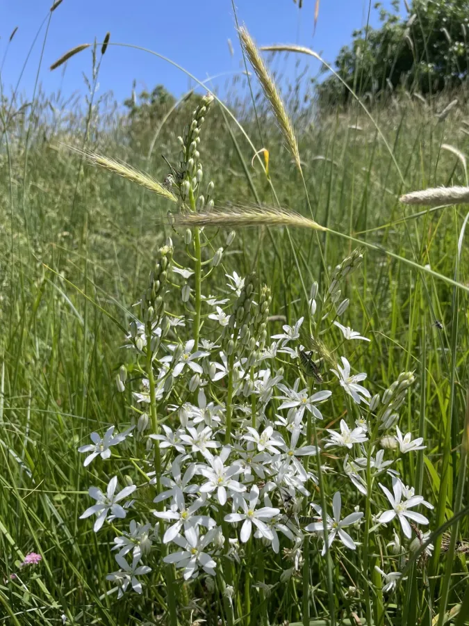 Ornithogalum arcuatum