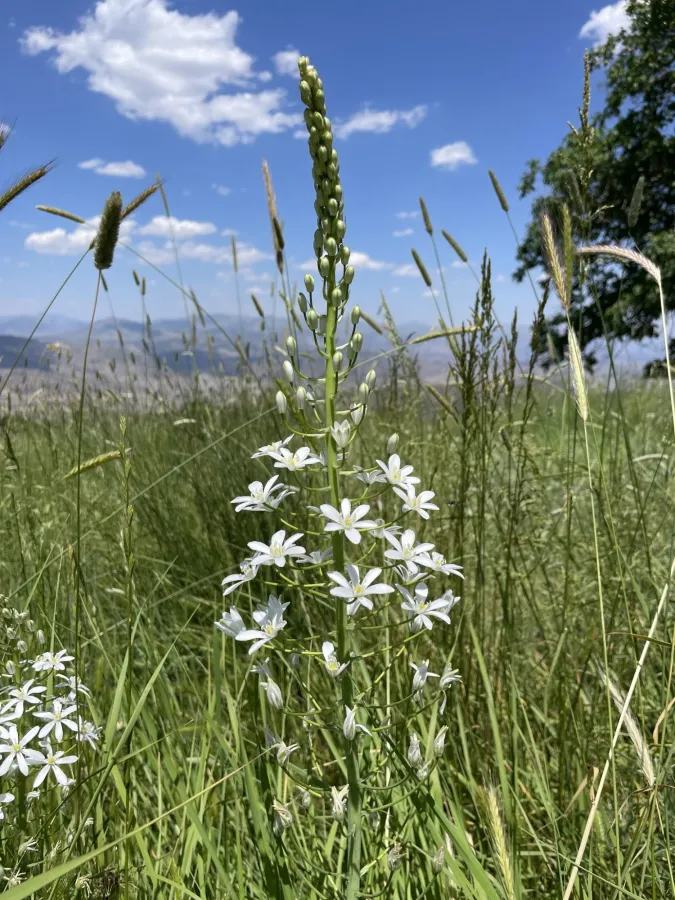 Ornithogalum arcuatum