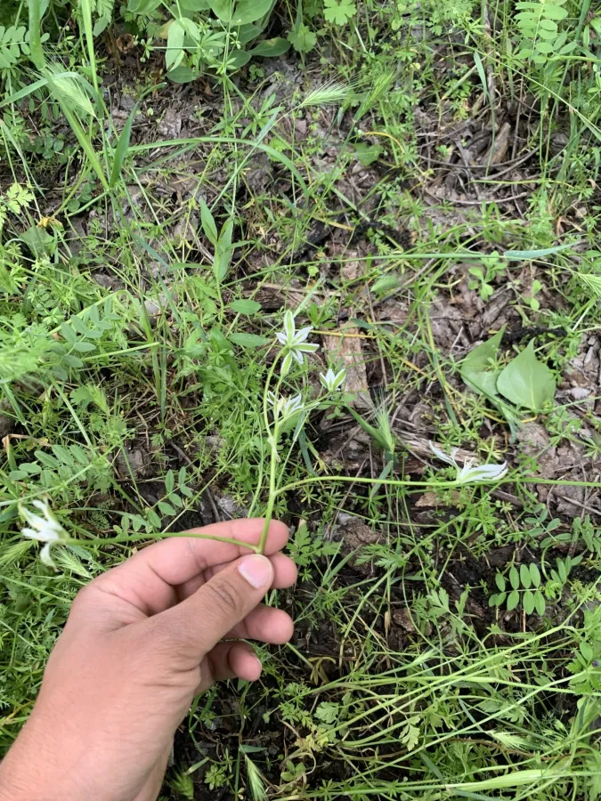 Ornithogalum cuspidatum