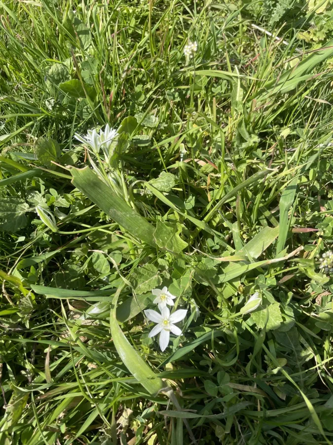 Ornithogalum cuspidatum