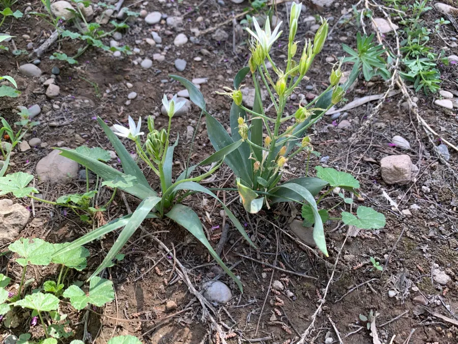 Ornithogalum cuspidatum