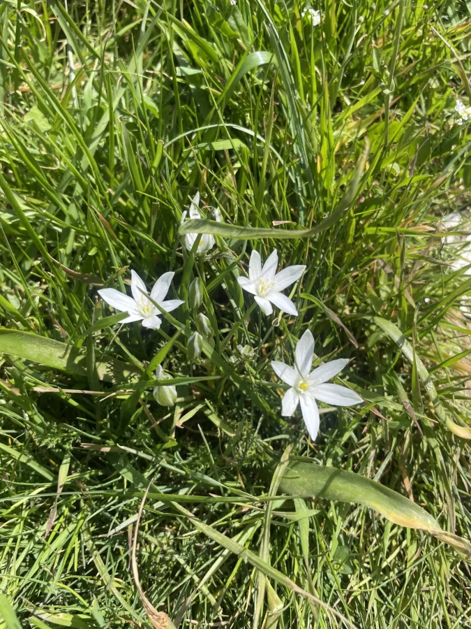 Ornithogalum cuspidatum