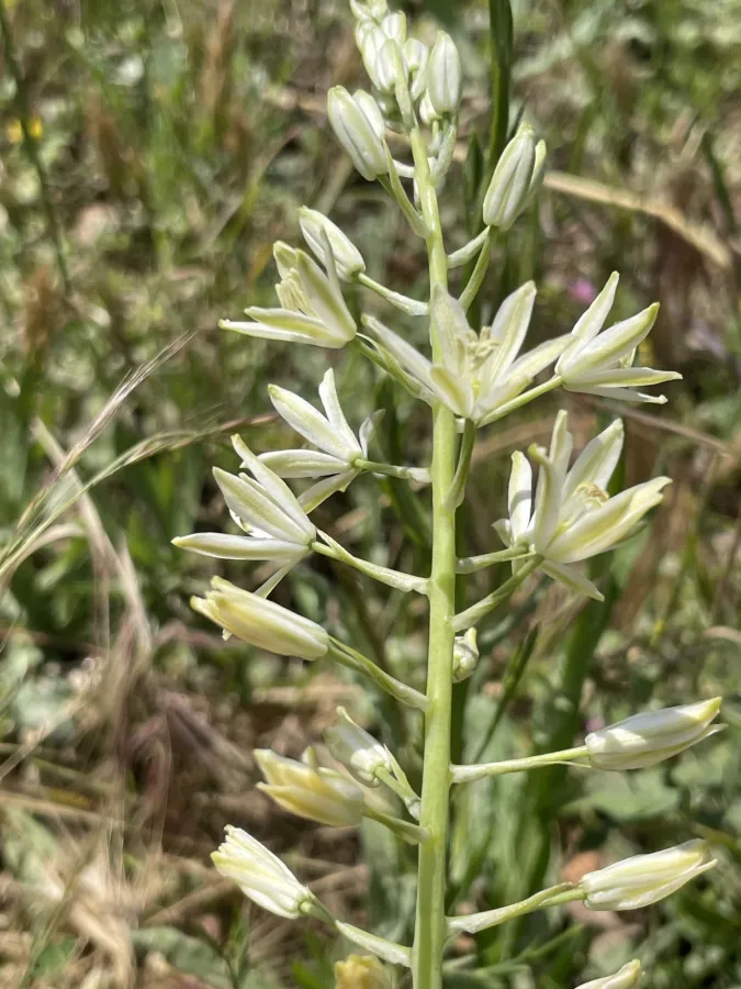 Ornithogalum harbrum