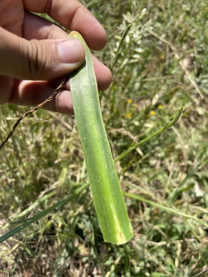 Ornithogalum harbrum