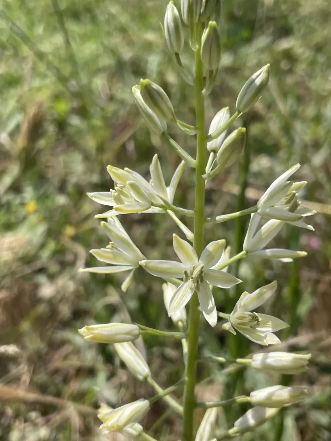 Ornithogalum harbrum