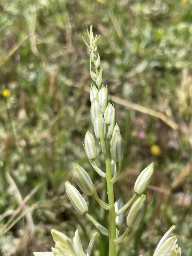 Ornithogalum harbrum
