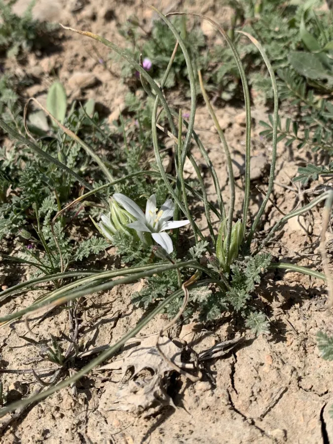 Ornithogalum iraqense