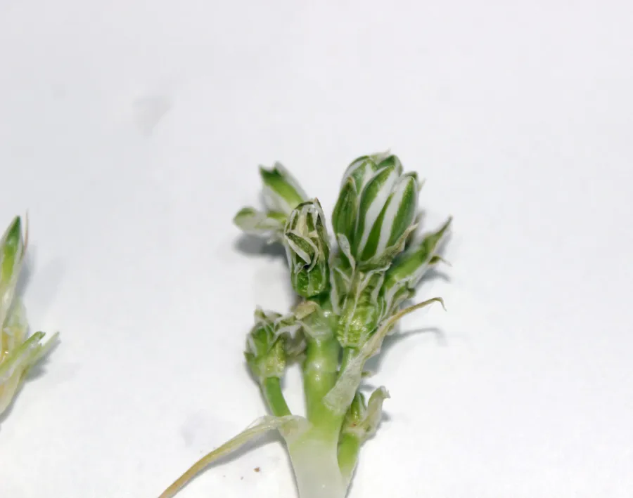 Ornithogalum iraqense