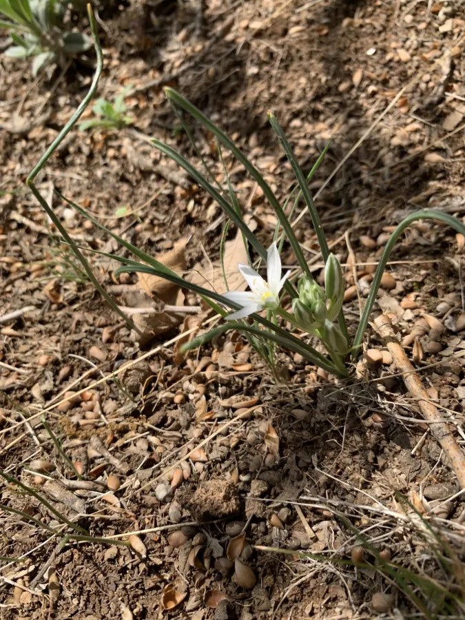 Ornithogalum iraqense