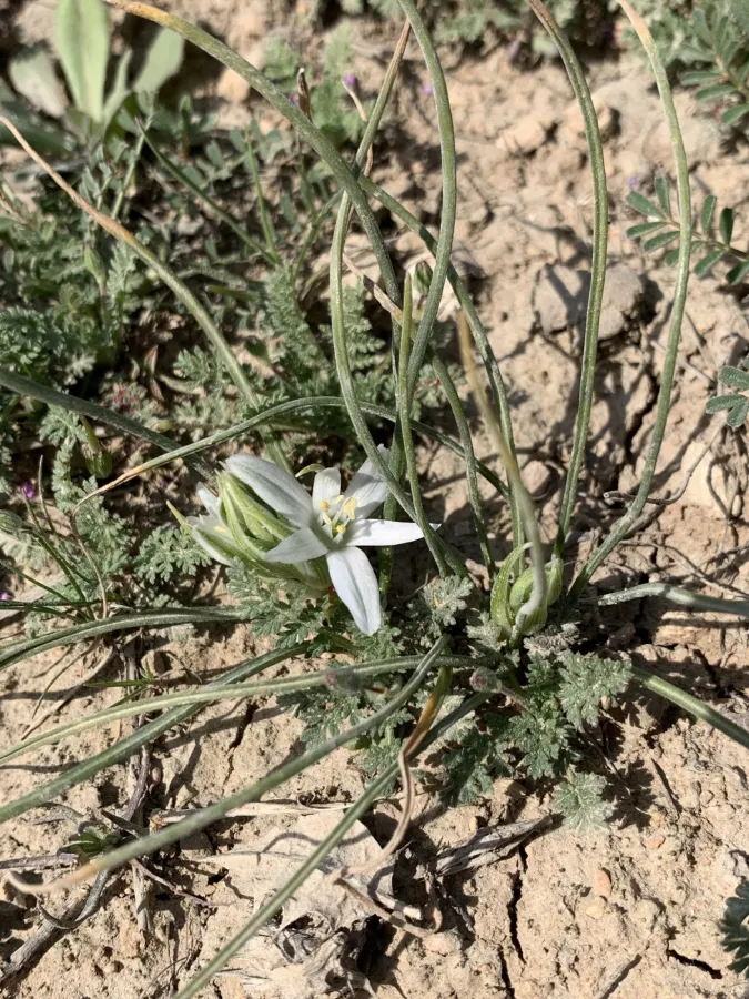 Ornithogalum iraqense