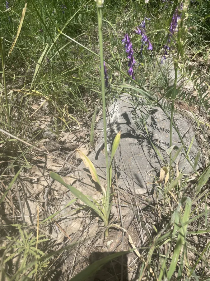 Ornithogalum kurdicum